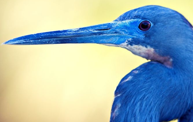 I Am - photo of a blue heron bird