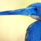 I Am - photo of a blue heron bird