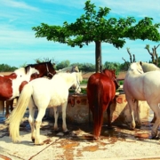 A circle of horses around a water trough with a tree in the centre