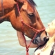 Jill in the water with a horse, face to face